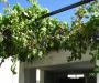 Grapes above the Garage