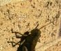 Grasshopper