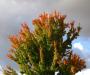 Upside down paintbrush