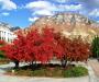 BYU Burning Bush