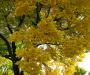 Yellow shade