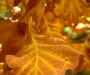 Brown and yellow