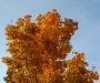Autumn Fire