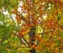 More Leaves