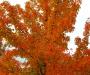 Orange on White II
