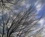 Winter branches