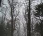 Winter fog