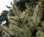 Pinedrops