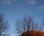 Moon and trees