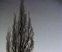 Crooked tree