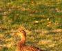 The Majestic Duck