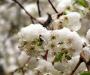 Snowy flower