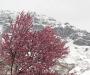Snowy April