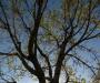 Backlit Tree