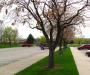 Grass craziness