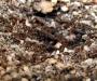 Ants!