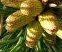 Pine cone gestation