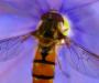 Bee and flower