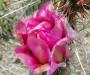 Cactus flower