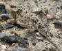 Horny Toad