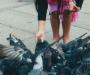 Pigeons