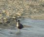 Beach bird