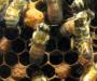 Bees