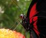 Black wings