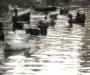 Ducks and darkness