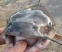catfish