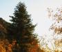 Autumn sunset II
