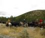 herding