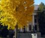 Maeser leaves
