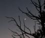 Moon in the trees