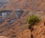 Lone tree