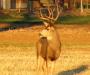 Deer and tree