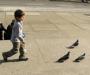 Chasing Pigeons