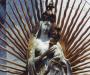 Virgin Mary
