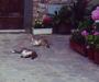 Cats and shadows
