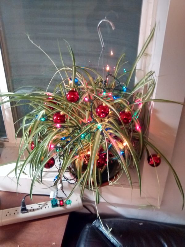 spider_plant_xmas